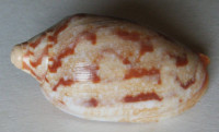 Cymbiola rutila ruckeri  2)  (Crosse, 1867)