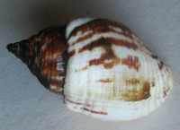 Triumphis distorta (Wood, 1828)