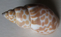 Babylonia zeylanica  Bruguiére, J.G., 1789