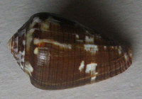 Conus catus fuscoolivaceus Dautzenberg, 1937