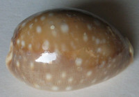 Cypraea vitellus (Linnaeus, C., 1758)