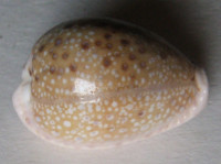 Cypraea marginalis, Dillwyn, 1827