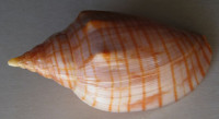 Harpulina arausiaca, 1) Lightfoot, J., 1786
