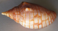 Harpulina arausiaca,  Lightfoot, J., 1786