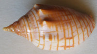 Harpulina arausiaca 3)   Lightfoot, J., 1786
