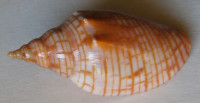 Harpulina arausiaca  Lightfoot, J., 1786