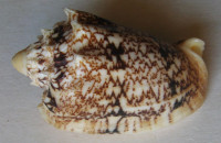 Cymbiola chrysostoma, Swainson,1822