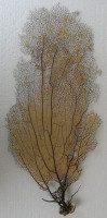 Gorgonia flabellum 5)  (Gorgonie vějířovitá)