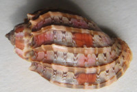 Harpa doris, Röding, 1798