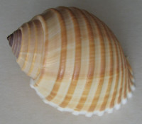 Tonna allium (Dillwyn, 1817)
