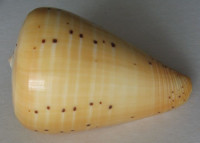 Conus betulinus, Linnaeus, 1758