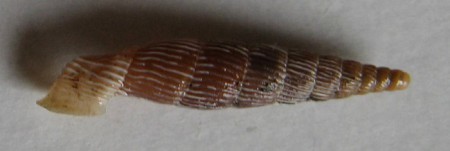 Clausilia exarata, Rossmässler, 1835