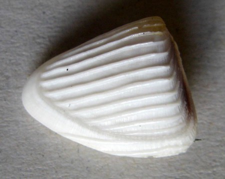 Donax madagascarensis, Wood, 1828