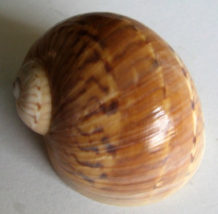 Natica canrena, Linnaeus 1758