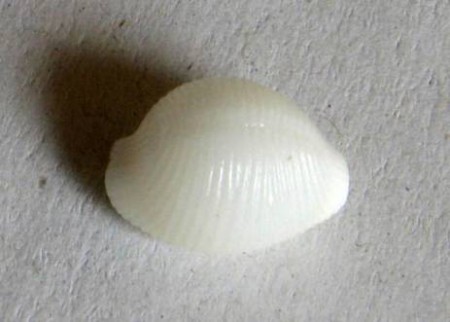 Trivirostra akroterion, Cate, C.N., 1979 