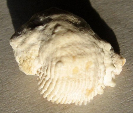 Coralliophila abbreviata, (Lamarck, 1816)