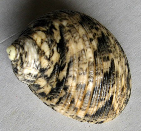 Nerita undata, Linnaeus, 1758