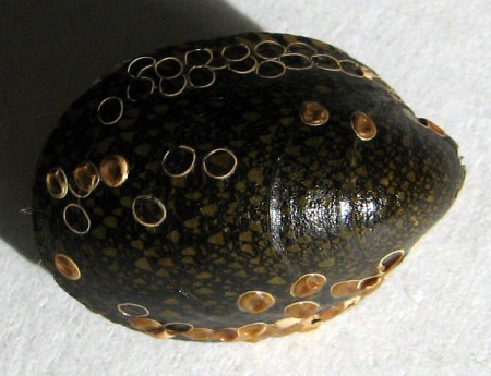 Septaris borbonica, Vincent, 1803
