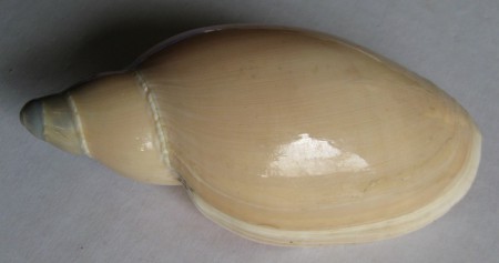 Marginella gigas, Martens, 1904