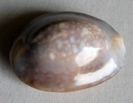 Cypraea caputserpentis, Linnaeus, 1758