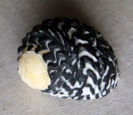 Nerita tessellata 2), Gmelin, J.F., 1791