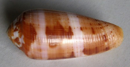 Conus circumcisus, Born, 1778