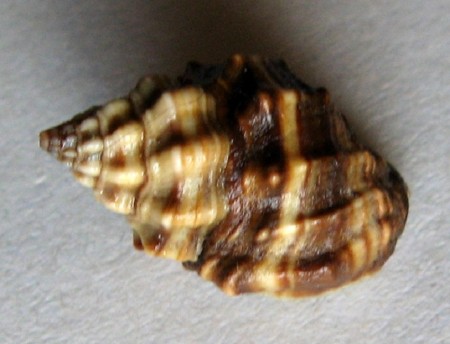 Nassarius crenoliratus, 