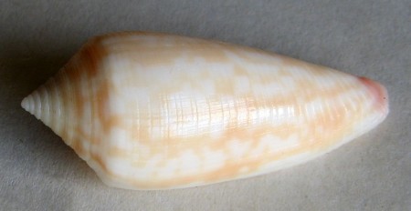 Conus oishii , Shikama, 1977