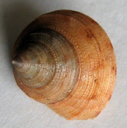 Calliostoma consors, Lischke, 1872