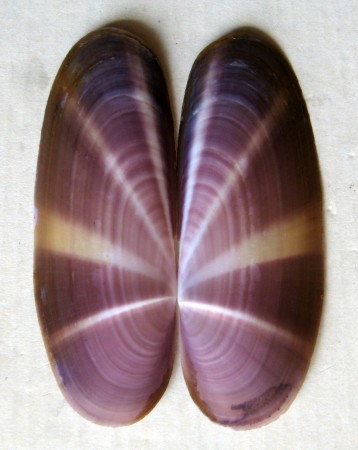 Siligua radiata, Linnaeus, 1758