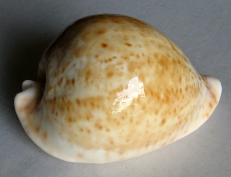 Cypraea armeniaca, Verco, 1912