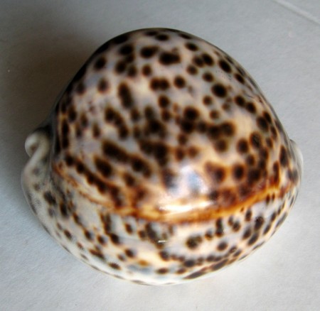 Cypraea tigris, Linnaeus, 1758 FREAK