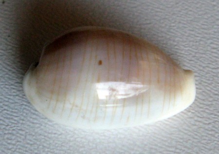 Cypraea clandestina passerina Melvill, 1888