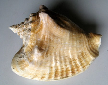 Strombus costatus, Gmelin, 1791
