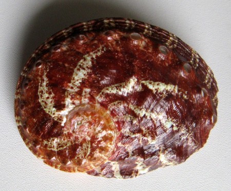 Haliotis patamakantini, Dekker, Regte & Gras, 2001