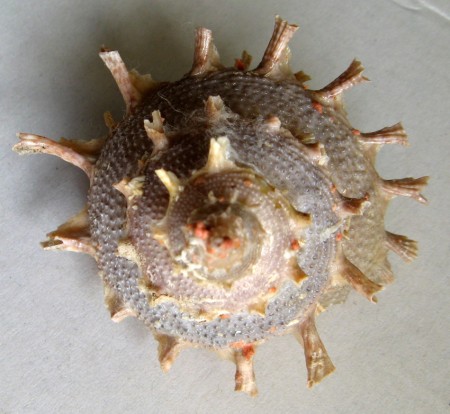 Bolma girgyllus, Reeve, 1861
