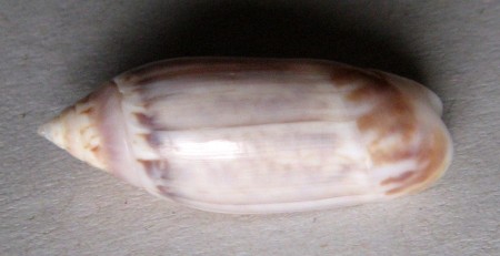Agaronia acuminata boavistensis Burnay & Conceiçao, 1986