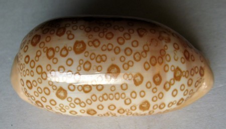 Cypraea argus, (Linnaeus, 1758)