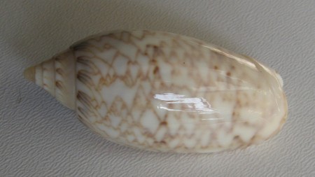 Oliva fulgurator, 1) Röding, P.F., 1798