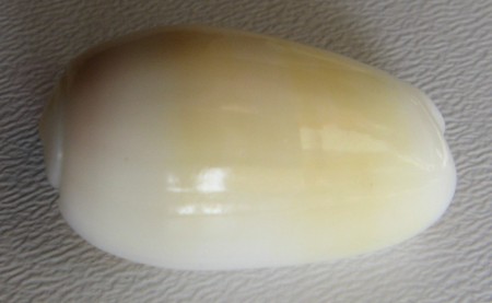 Oliva carneola trichoma 1), Dautzenberg, 1927
