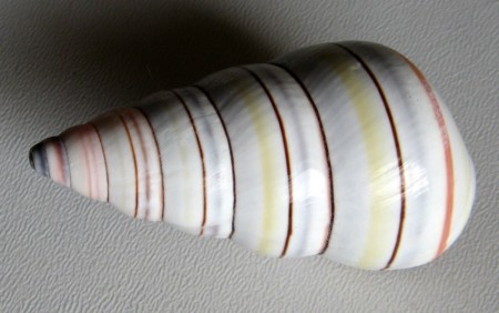 Liguus virgineus, 1) (Linnaeus, 1758)