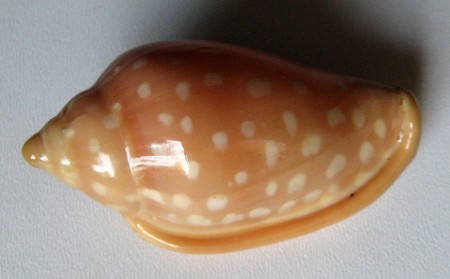 Marginella sebastiani,  Marche & Rosso, 1979