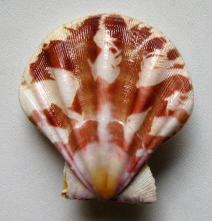 Decatopecten plica  Linnaeus, 1758