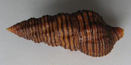 Turrilatirus turritus , (Gmelin, 1791)