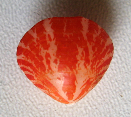 Brachiopoda, Frenulina sanguinolenta (Gmelin, 1790)