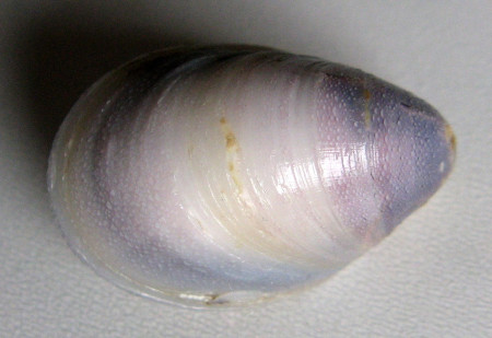 Septaria luzonica 2)    Souleyet, 1841  