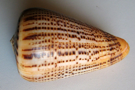 Conus suratensis, Hwass in Bruguière, 1792