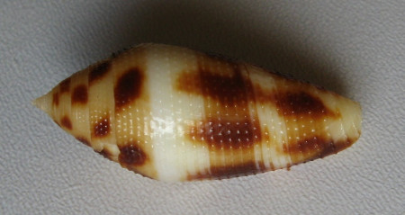 Conus mitratus, Hwass in Bruguiere, 1792