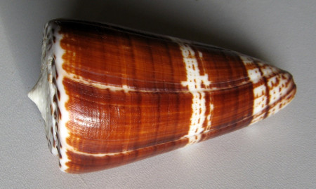 Conus maldivus, Hwass in Bruguière, 1792