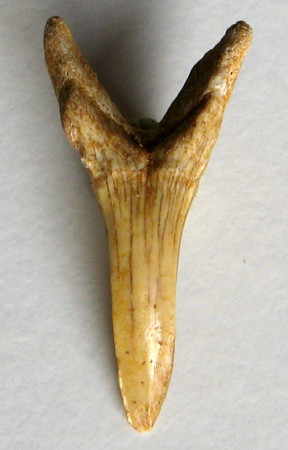Odontaspis winkleri 3)   (Leriche, 1905)
